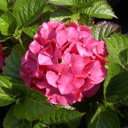 Hydrangea macrophylla Masja (Sibylla)