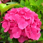 Hydrangea macrophylla Red Baron (syn.Schoene Bautznerin)