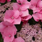 Hydrangea macrophylla Zorro