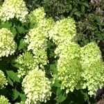 Hydrangea paniculata Little Lime