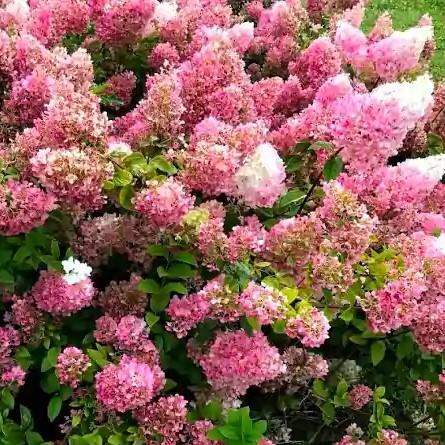 Hydrangea paniculata Petit Star (R)