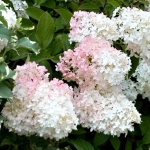 Hydrangea paniculata Phantom