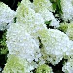 Hydrangea paniculata Polar Bear