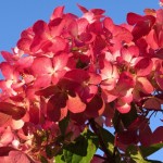 Hydrangea paniculata Diamant Rouge (c)