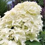 Hydrangea paniculata Skyfall