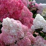 Hydrangea paniculata Sundae Fraise