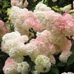 Hydrangea paniculata Vanillle Fraise (c)