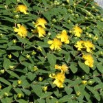 Hypericum calycinum