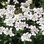 Iberis sempervirens Snowflake