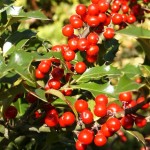 Ilex aquifolium Alaska