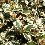 Ilex aquifolium Argenteomarginata