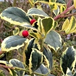 Ilex aquifolium Golden Van Tol