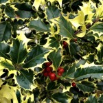 Ilex aquifolium Madame Briot