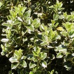 Ilex aquifolium Rubricaulis Aurea