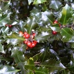 Ilex x meservae Blue Angel