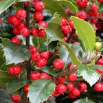 Ilex x meservae Heckenfee