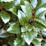 Ilex x meservae Heckenstar
