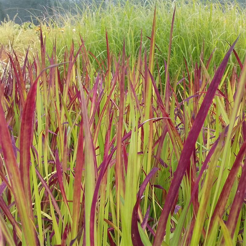 Imperata cylindrica Red Baron
