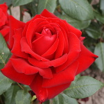 Rosa hybr. (CH)  Ingrid Bergmann