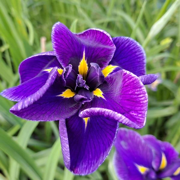 Iris  x ensata Blueberry Pie