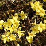 Jasminum nudiflorum