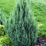 Juniperus chinensis Stricta