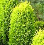 Juniperus communis Gold Cone
