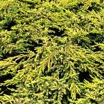 Juniperus communis Goldschatz
