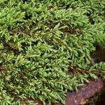 Juniperus communis Green Carpet