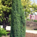 Juniperus communis Sentinel