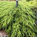 Juniperus conferta Schlager