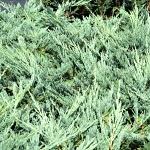 Juniperus horizontalis Blue Chip