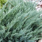 Juniperus horizontalis Blue Moon