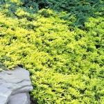 Juniperus horizontalis Golden Carpet