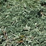 Juniperus horizontalis Ice Blue (c)