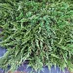 Juniperus horizontalis Prince of Wales