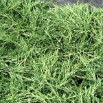Juniperus horizontalis Prostrata