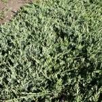 Juniperus horizontalis Wiltonii