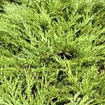 Juniperus sabina Buffalo
