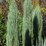 Juniperus scopulorum Blue Arrow