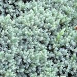 Juniperus squamata Blue Star