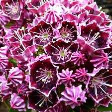 Kalmia latifolia Latchmin