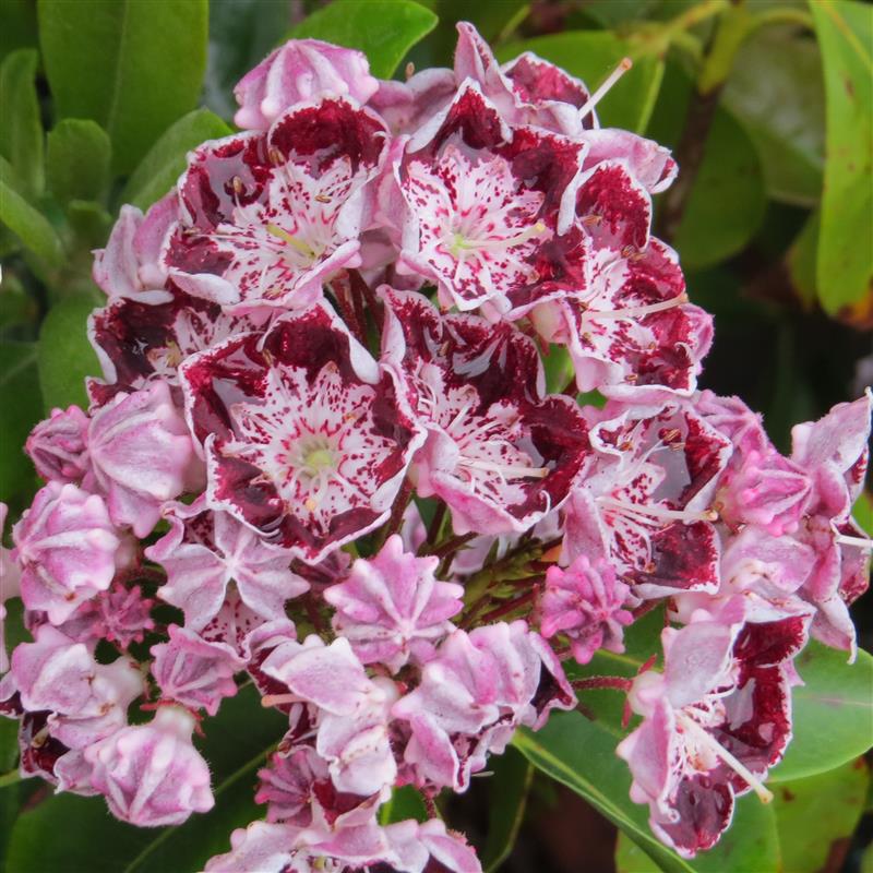 Kalmia latifolia Sterntaler