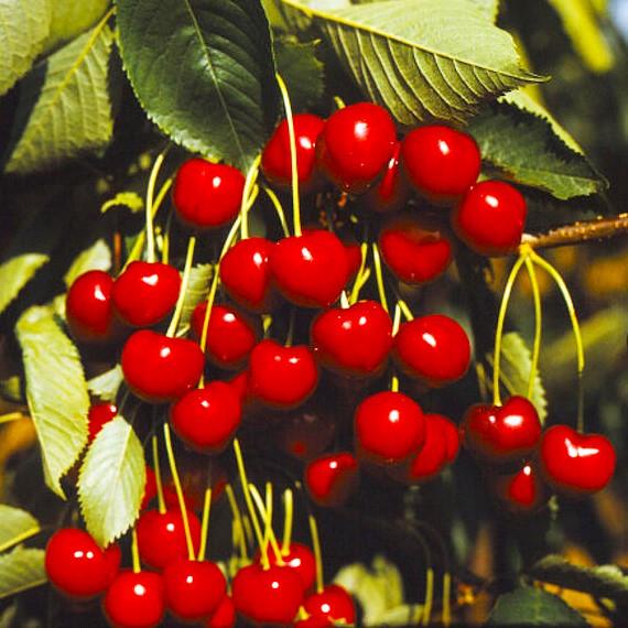 Prunus avium Karešova