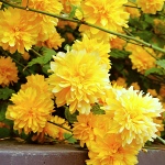 Kerria japonica Pleniflora