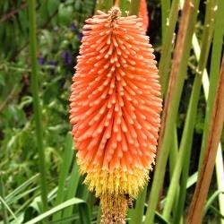 Kniphofia x Flamenco