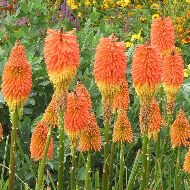 Kniphofia x Rocket Jr.