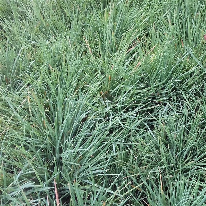 Koeleria glauca Coolio