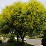 Koelreuteria paniculata