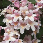 Kolkwitzia amabilis Pink Cloud